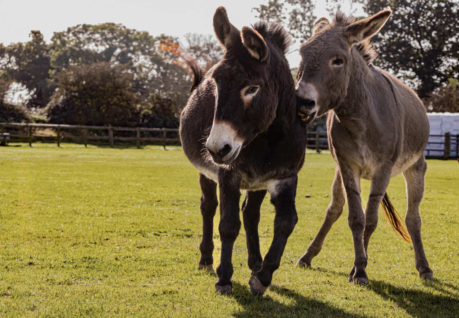 Donkey Rescue Center