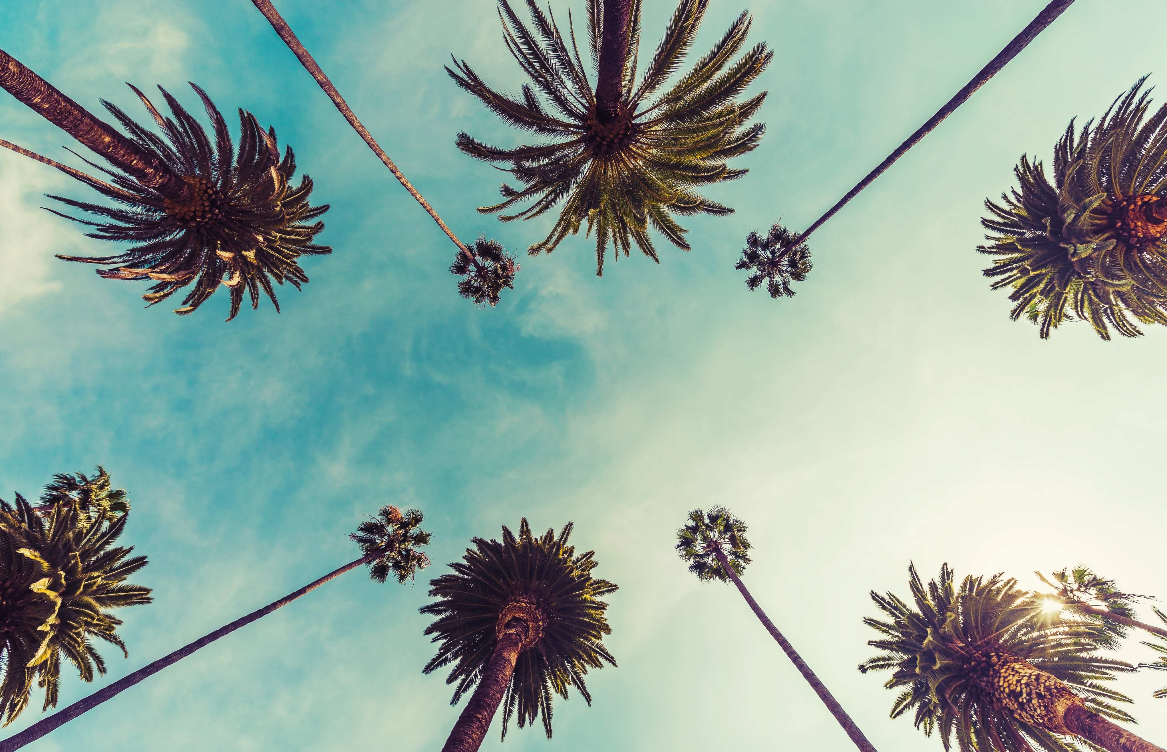 Palm Tree Promenade